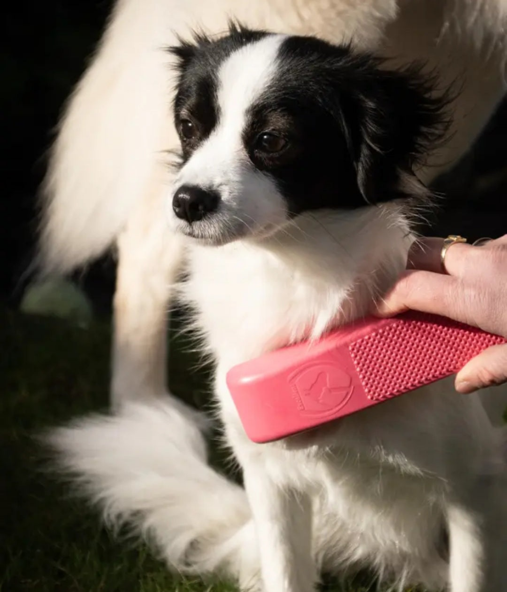 Brosse pour animal toilettage Excellente média Rose